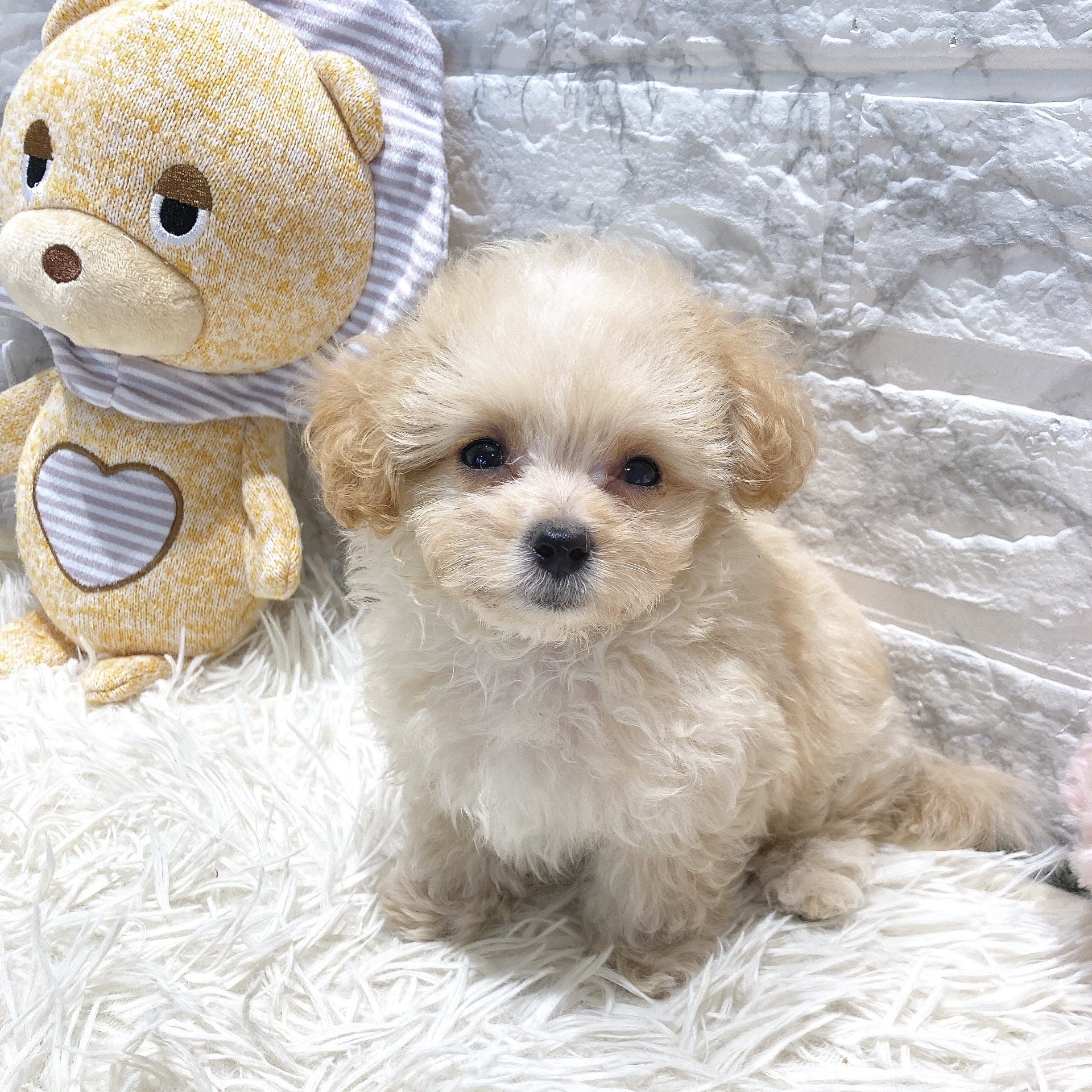 愛知県のマルプー(マルチーズ×プードル) (犬の家＆猫の里MiO香久山店/2025年6月24日生まれ/男の子/クリームホワイト)の子犬の2枚目の画像