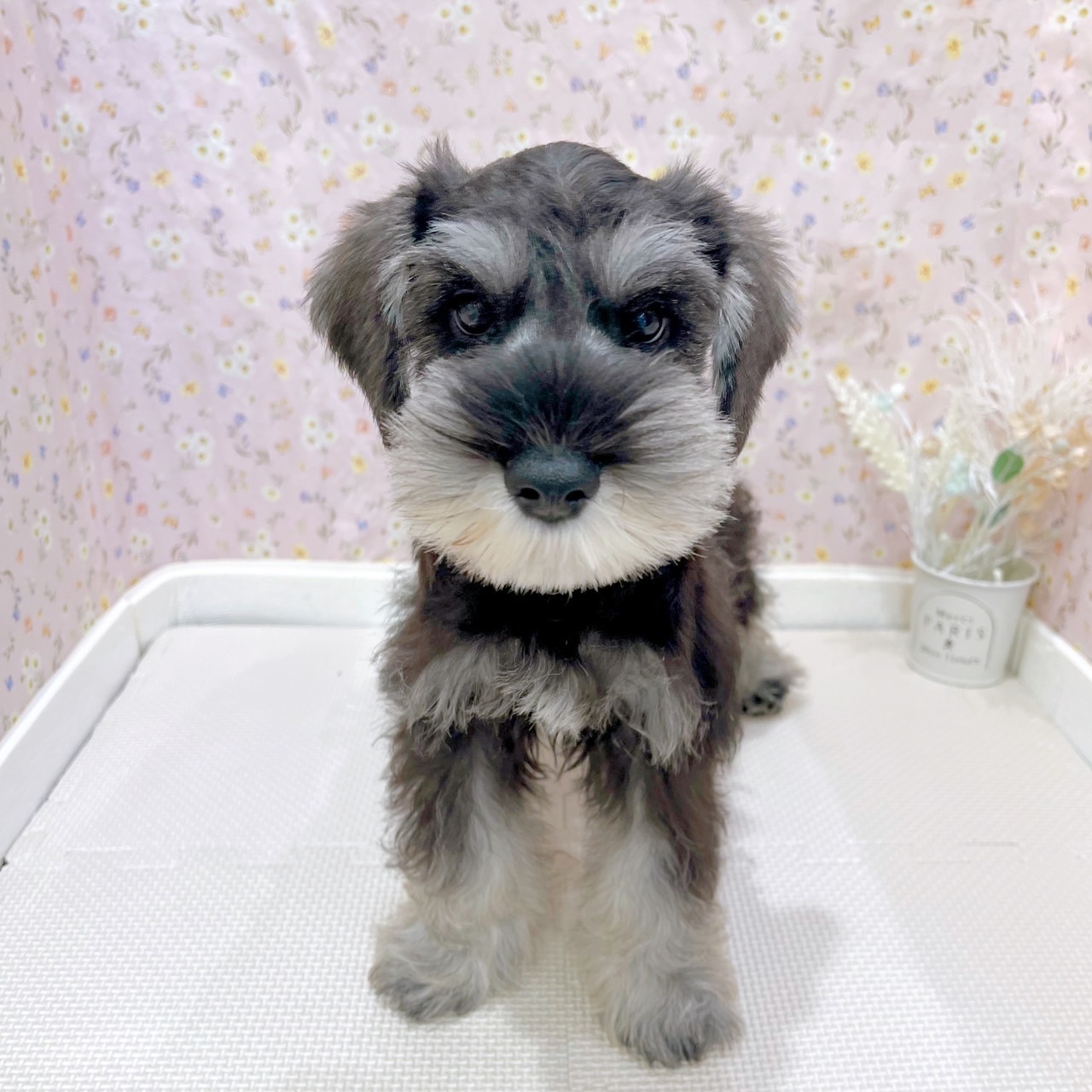 石川県のミニチュアシュナウザー (犬の家＆猫の里金沢店/2025年6月25日生まれ/男の子/ソルトペッパー)の子犬の1枚目の画像
