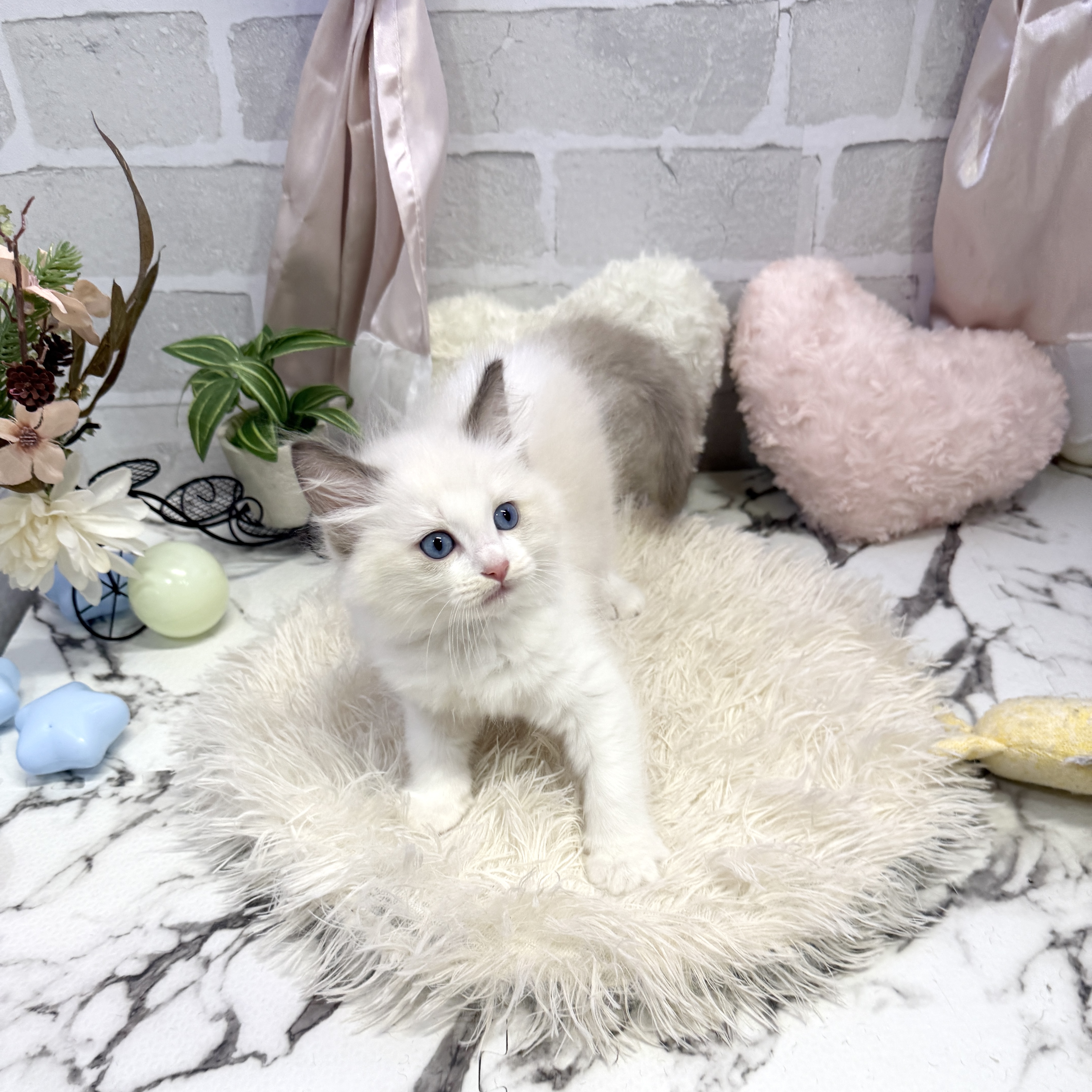 愛知県のラグドール (犬の家＆猫の里岡崎店/2025年6月25日生まれ/女の子/シールポイントバイカラー)の子猫の2枚目の画像