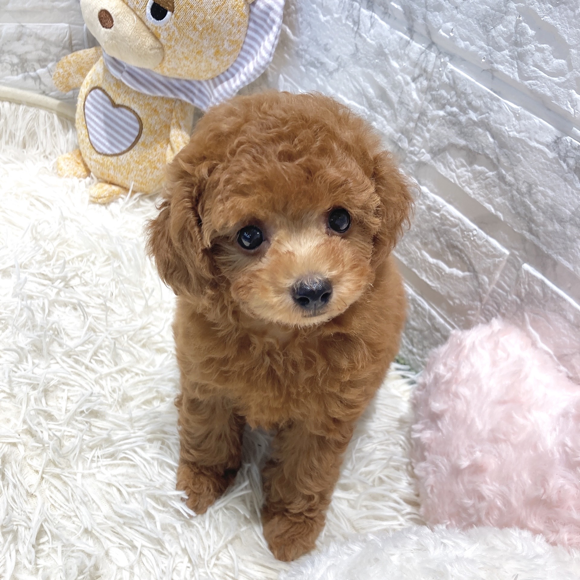 愛知県のトイプードル(トイ) (犬の家＆猫の里MiO香久山店/2025年6月23日生まれ/女の子/レッドフォーン)の子犬の1枚目の画像