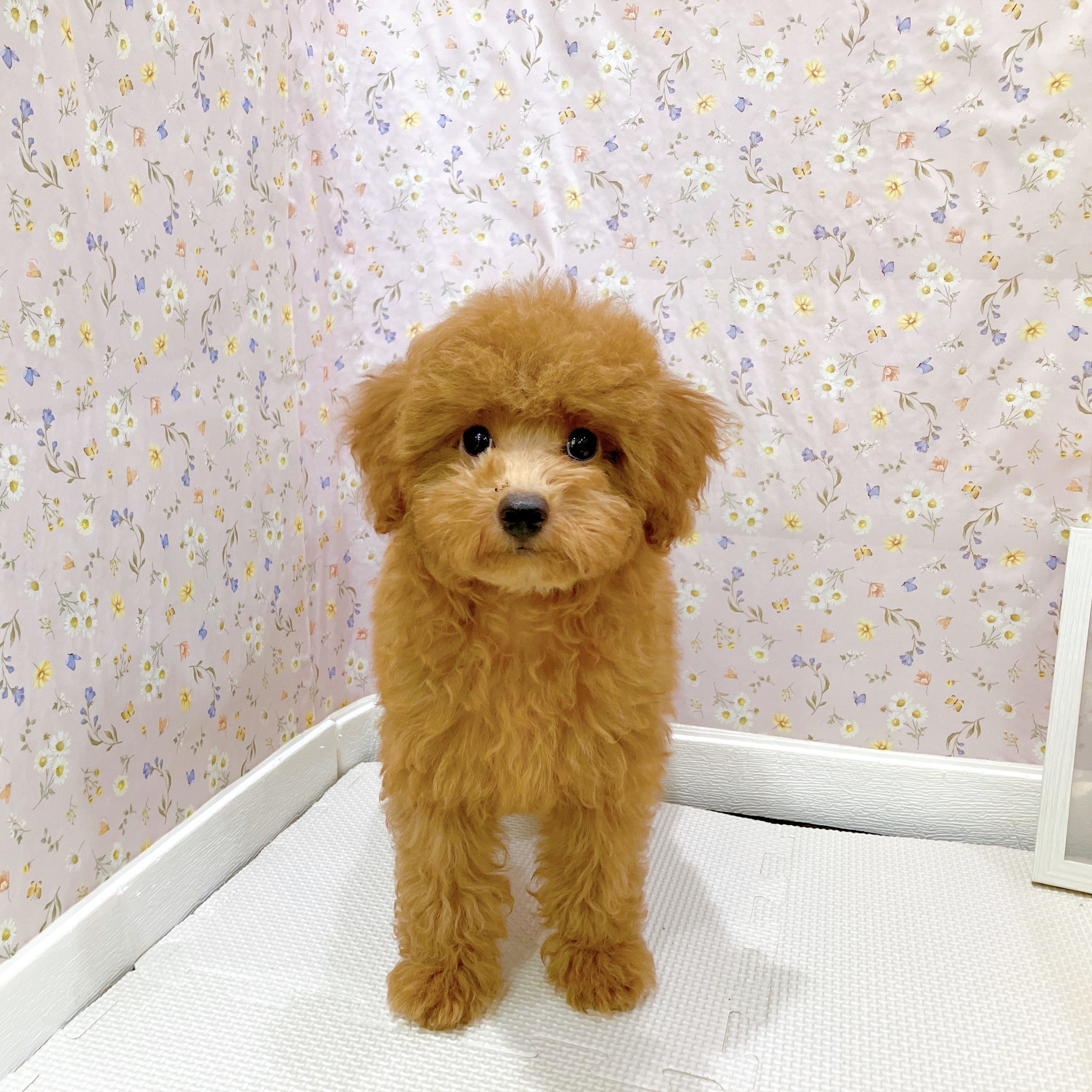 石川県のトイプードル(トイ) (犬の家＆猫の里金沢店/2025年6月18日生まれ/女の子/レッド)の子犬の1枚目の画像