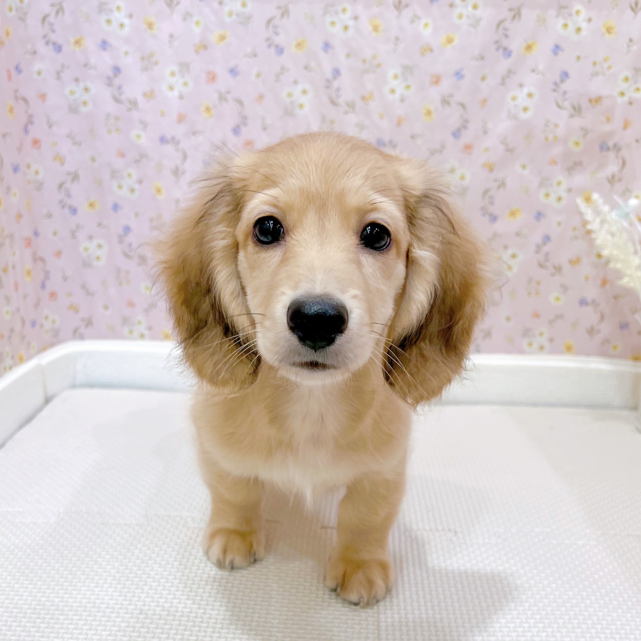 石川県のミニチュアダックスフンド(ロング) (犬の家＆猫の里金沢店/2025年6月25日生まれ/男の子/レディシュイエロー)の子犬の1枚目の画像