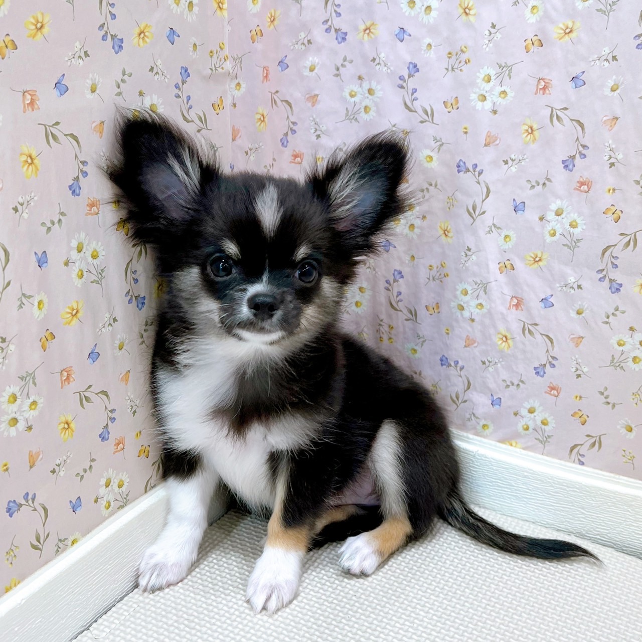 石川県のチワワ(ロング) (犬の家＆猫の里金沢店/2025年6月25日生まれ/女の子/ブラックタンホワイト)の子犬の1枚目の画像