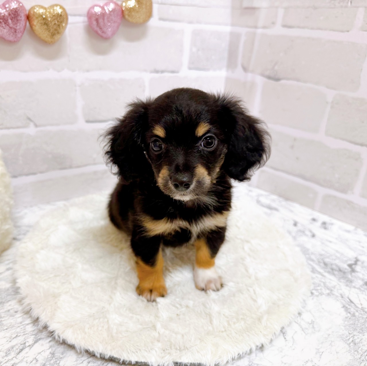 京都府のチワックス(チワワ×ダックス) (犬の家＆猫の里京都精華店/2025年6月25日生まれ/女の子/ブラックタン)の子犬の2枚目の画像