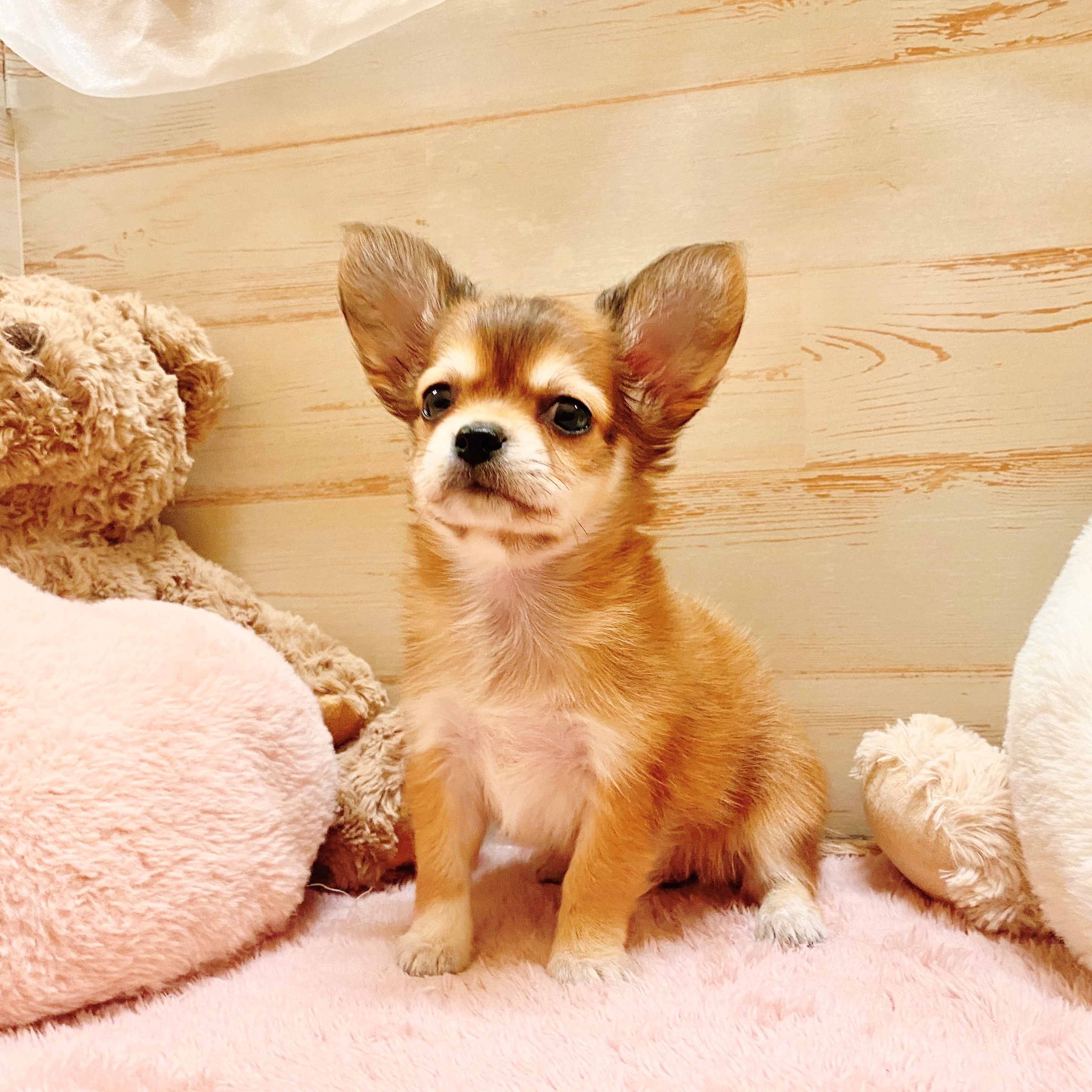 兵庫県のチワックス(チワワ×ダックス) (犬の家＆猫の里神戸店/2025年6月23日生まれ/女の子/レッドセーブル)の子犬の2枚目の画像