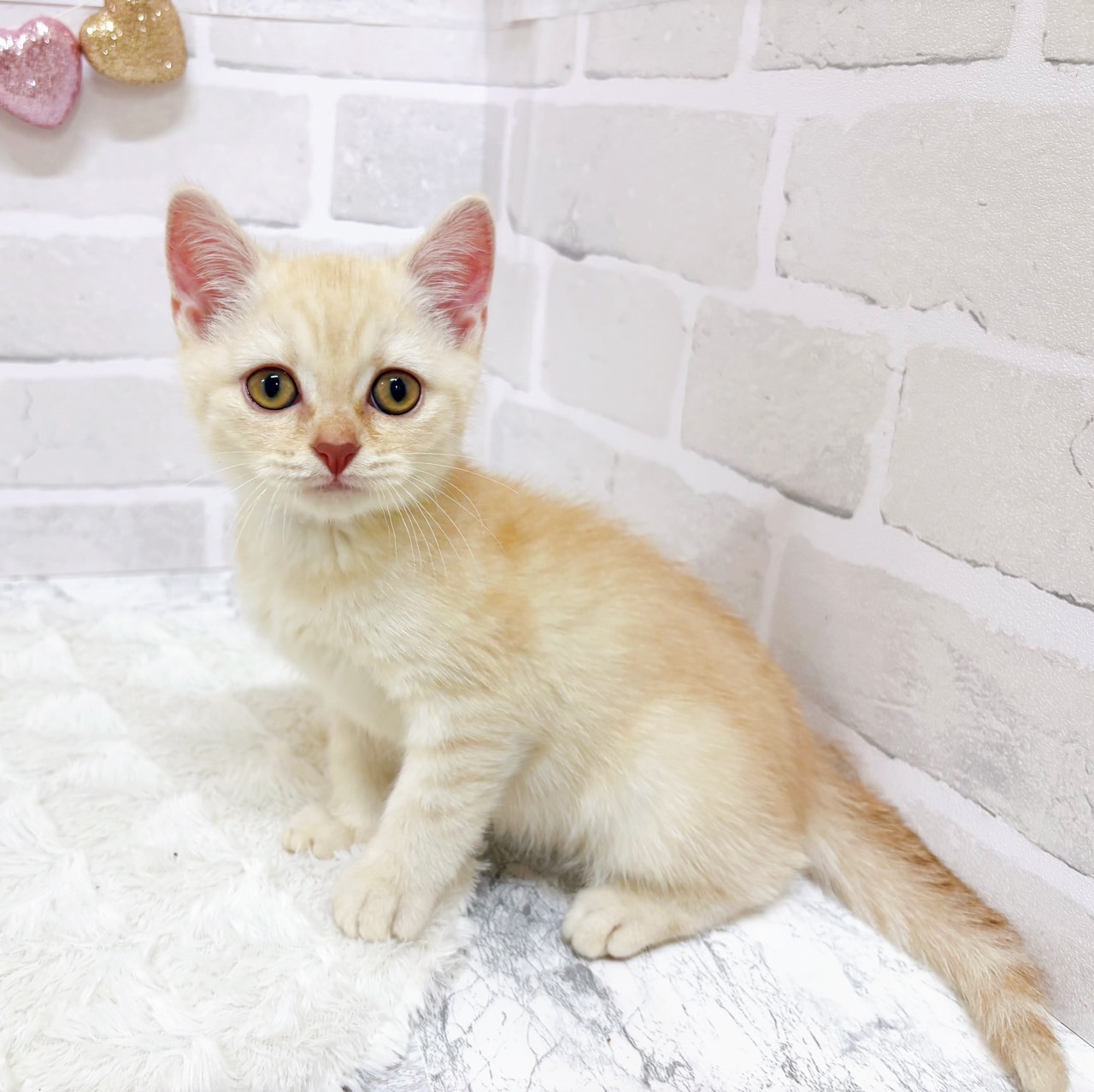 京都府のスコティッシュストレート (犬の家＆猫の里京都精華店/2025年6月22日生まれ/男の子/レッドタビー)の子猫の2枚目の画像