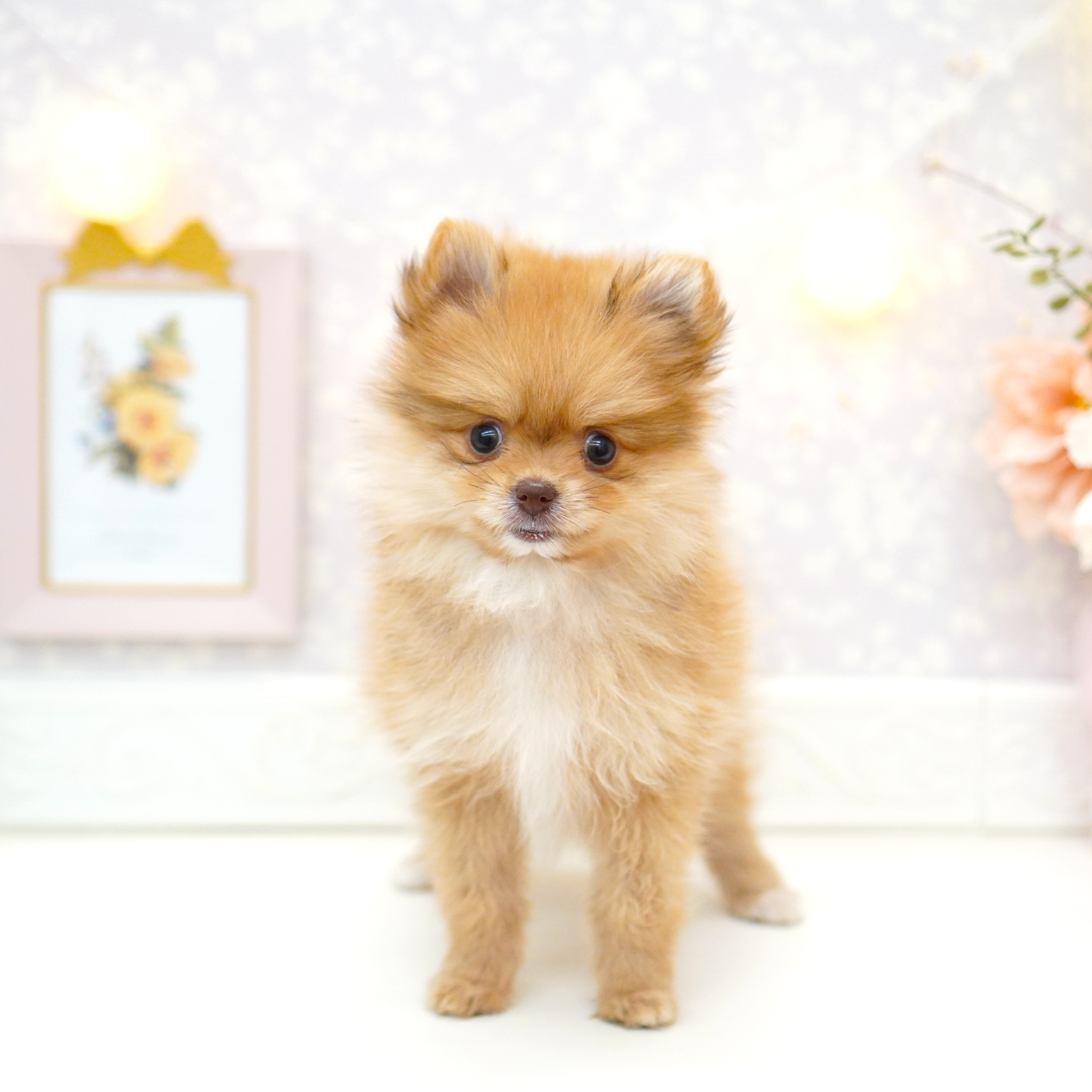 富山県のポメラニアン (犬の家＆猫の里富山店/2025年6月25日生まれ/女の子/ビーバー)の子犬