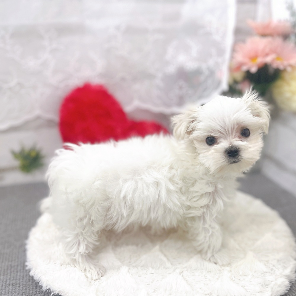 京都府のマルチーズ (犬の家＆猫の里京都樟葉店/2025年6月22日生まれ/男の子/ホワイト)の子犬の2枚目の画像