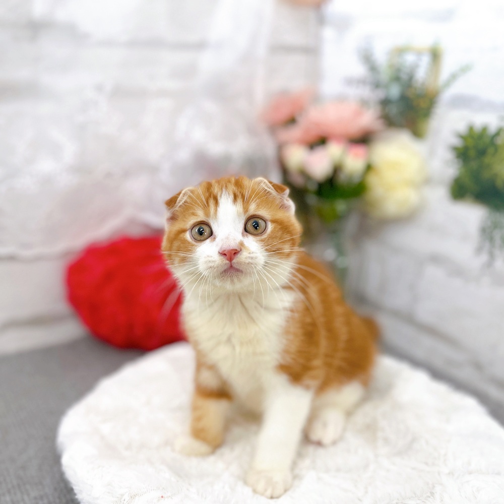 京都府のスコティッシュフォールド (犬の家＆猫の里京都樟葉店/2025年6月22日生まれ/男の子/レッドタビーホワイト)の子猫の1枚目の画像