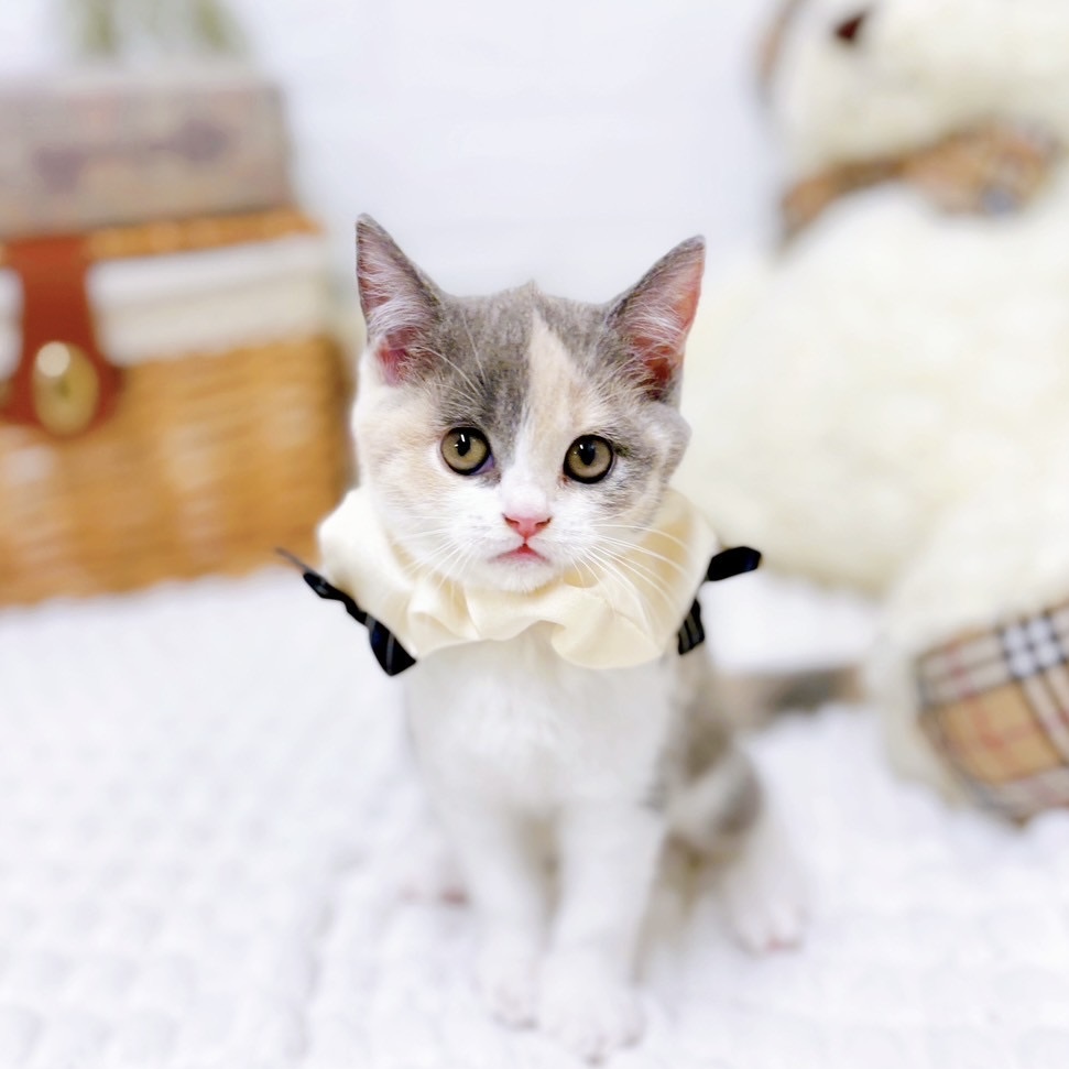 滋賀県のブリティッシュショートヘアー (犬の家＆猫の里近江八幡店/2025年6月23日生まれ/女の子/ダイリュートキャリコ)の子猫の1枚目の画像
