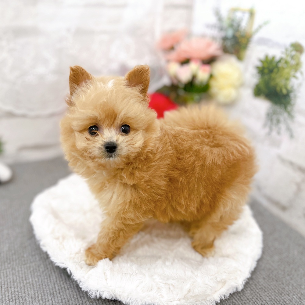 京都府のポメプー(ポメラニアン×プードル) (犬の家＆猫の里京都樟葉店/2025年6月25日生まれ/女の子/アプリコット)の子犬の2枚目の画像