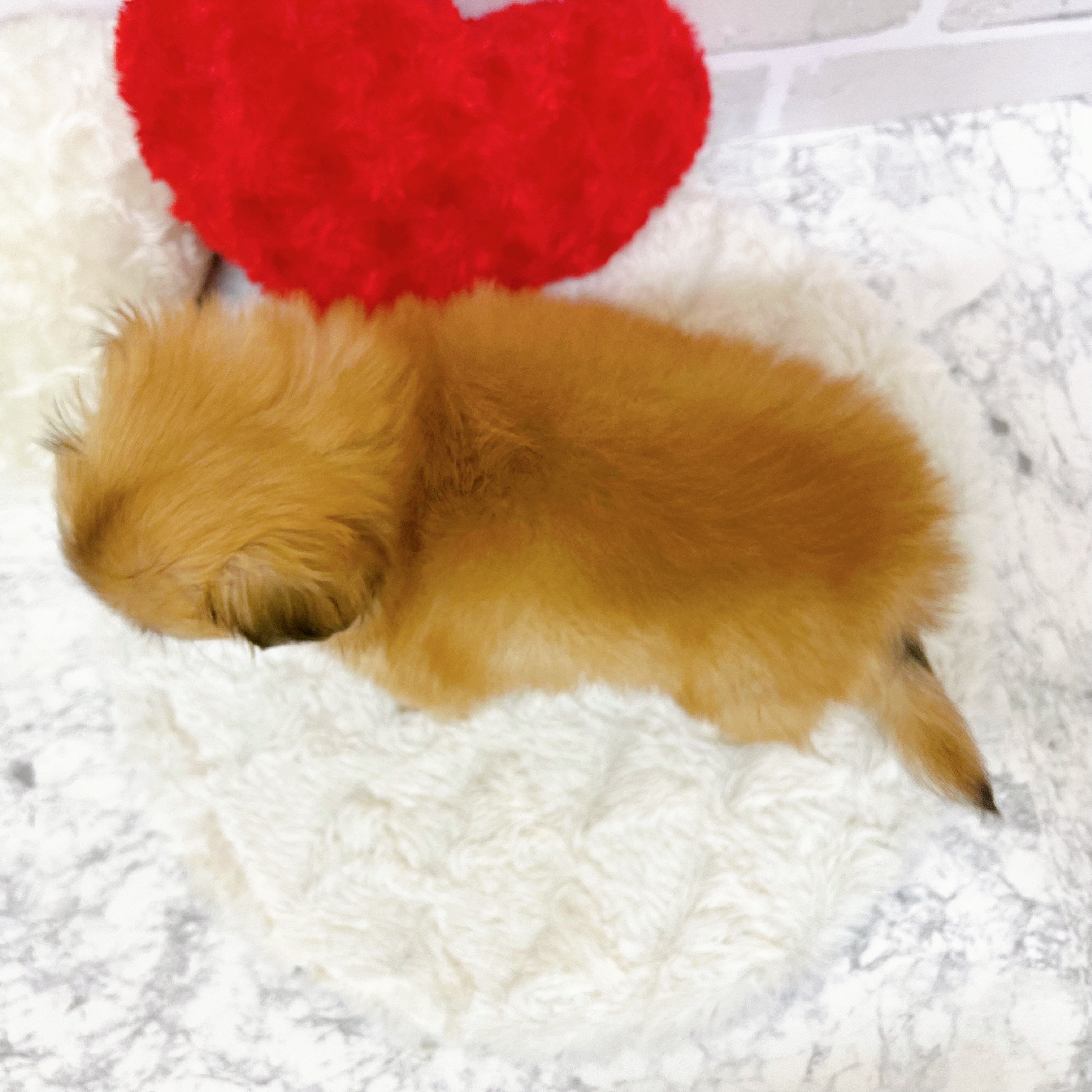京都府のチワペキ/ペキチー/ペキチワ(チワワ×ペキニーズ) (犬の家＆猫の里京都精華店/2025年6月26日生まれ/女の子/レッド)の子犬の2枚目の画像