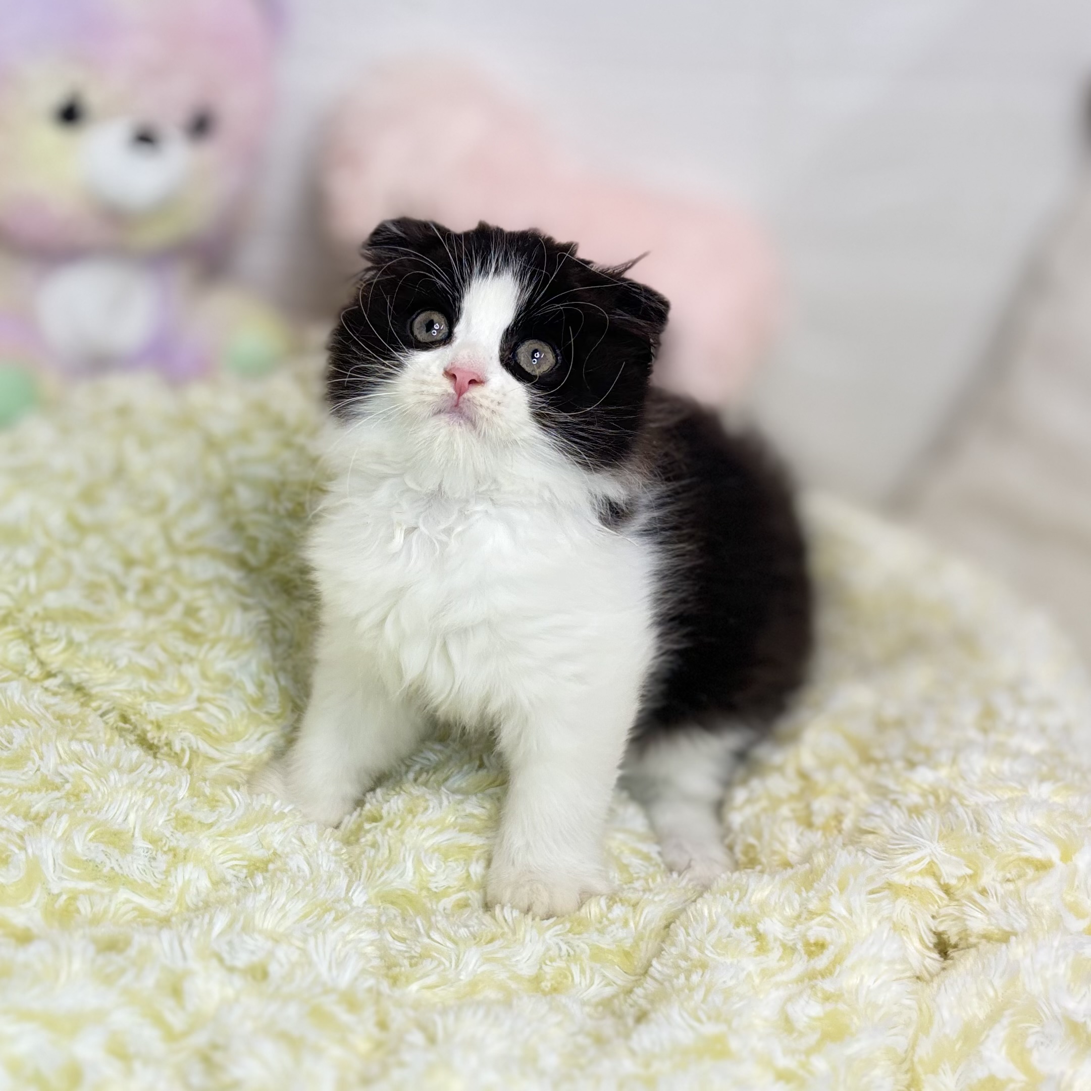 長野県のスコティッシュフォールド (犬の家＆猫の里長野店/2025年6月27日生まれ/男の子/ブラックホワイト)の子猫の2枚目の画像