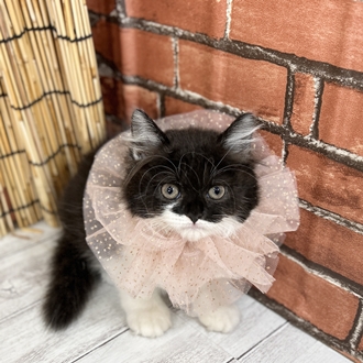神奈川県のスコティッシュストレート (犬の家＆猫の里小田原店/2025年6月27日生まれ/女の子/ブラックホワイト)の子猫の1枚目の画像