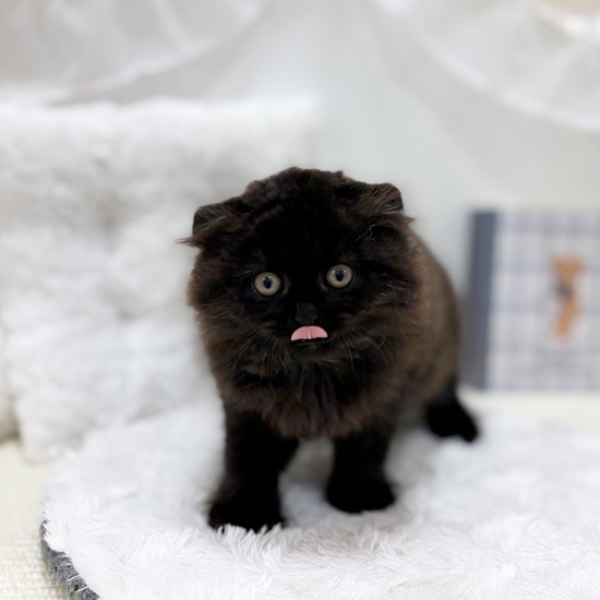 岐阜県のスコティッシュフォールド (犬の家＆猫の里カラフルタウン岐阜店/2025年6月27日生まれ/女の子/ブラック)の子猫の2枚目の画像