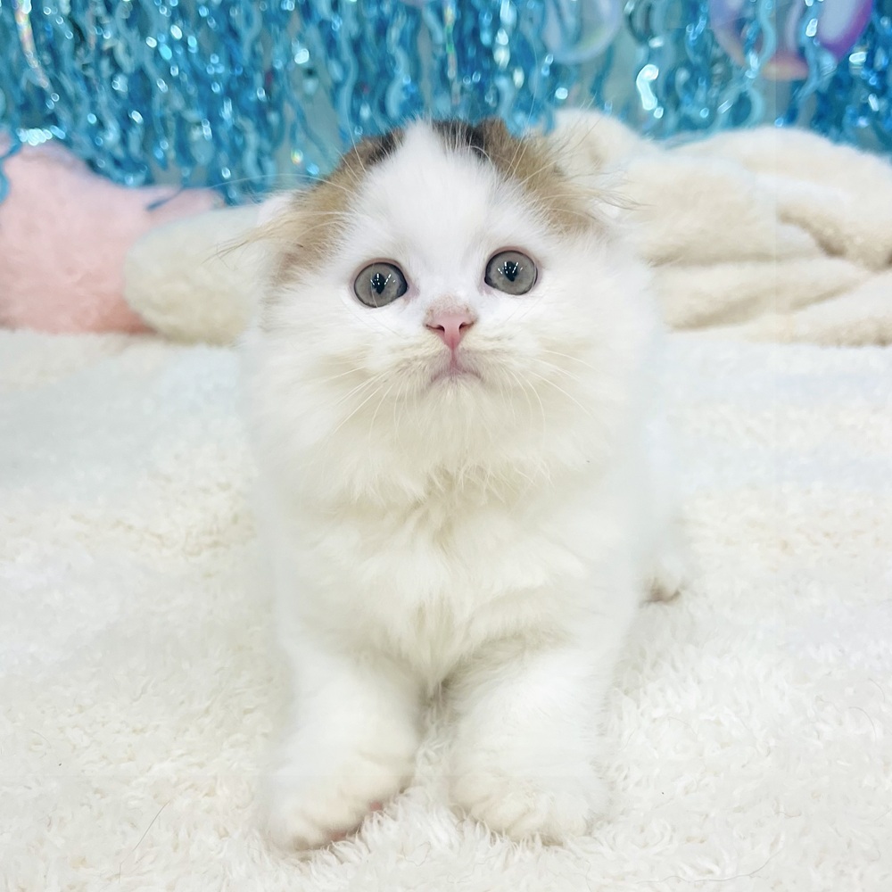 愛知県のスコティッシュフォールド (犬の家＆猫の里エアポートウォーク店/2025年6月27日生まれ/女の子/ブラウンタビーホワイト)の子猫の2枚目の画像