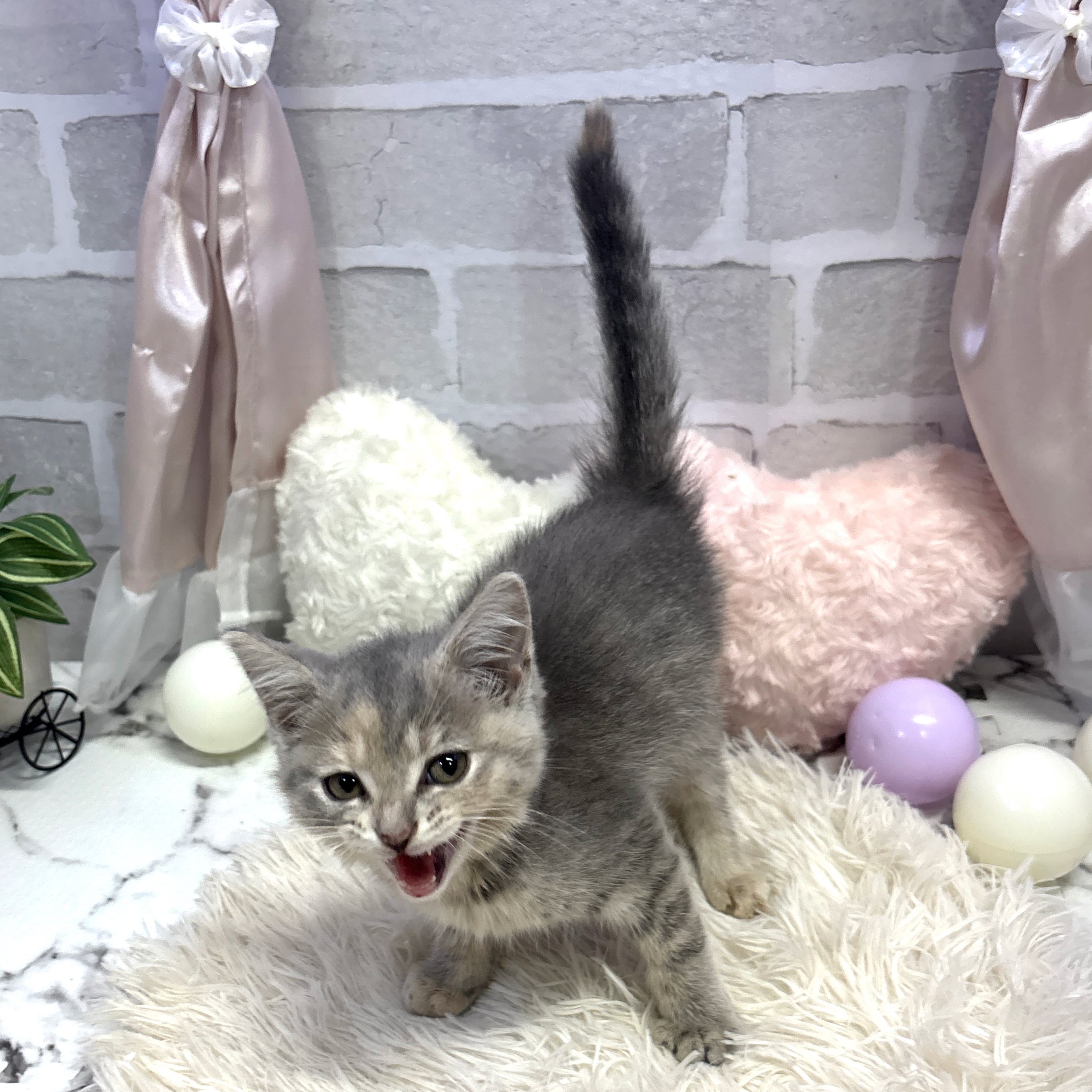 愛知県のマンチカン (犬の家＆猫の里岡崎店/2025年6月13日生まれ/女の子/ブルークリームホワイト)の子猫の2枚目の画像