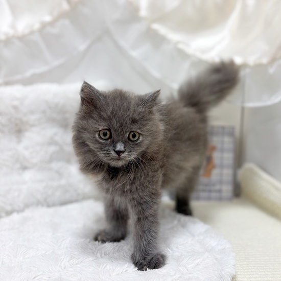 岐阜県のブリティッシュロングヘアー (犬の家＆猫の里カラフルタウン岐阜店/2025年6月25日生まれ/女の子/ブルークリーム)の子猫