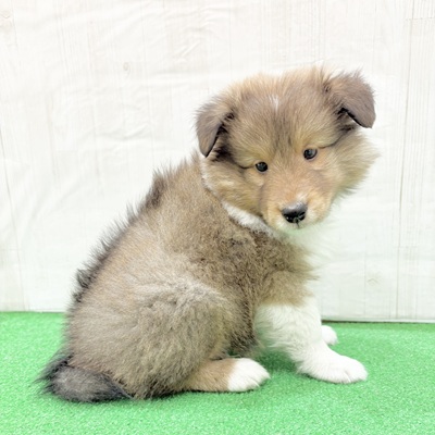 三重県のシェットランドシープドッグ (犬の家&猫の里三重桑名店/2025年6月28日生まれ/男の子/セーブルホワイト)の子犬