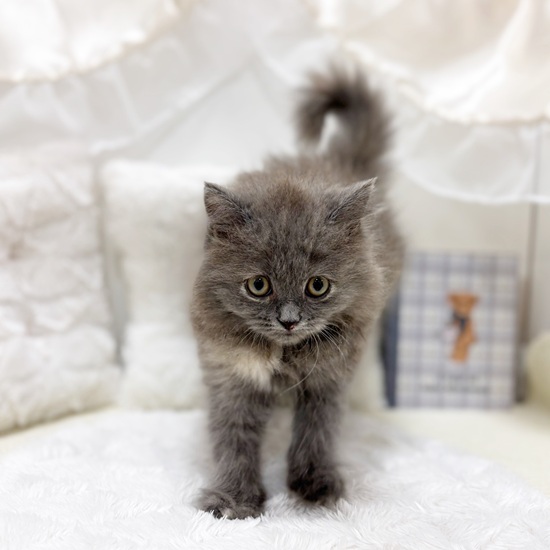岐阜県のブリティッシュロングヘアー (犬の家＆猫の里カラフルタウン岐阜店/2025年6月25日生まれ/女の子/ブルークリーム)の子猫の1枚目の画像