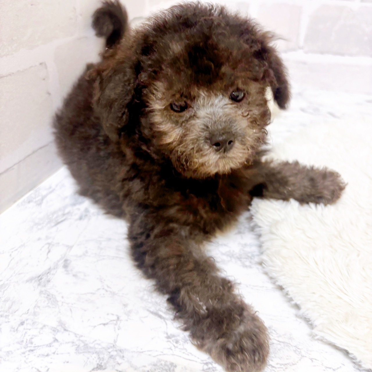 京都府のトイプードル(トイ) (犬の家＆猫の里京都精華店/2025年6月28日生まれ/男の子/シルバー)の子犬の2枚目の画像