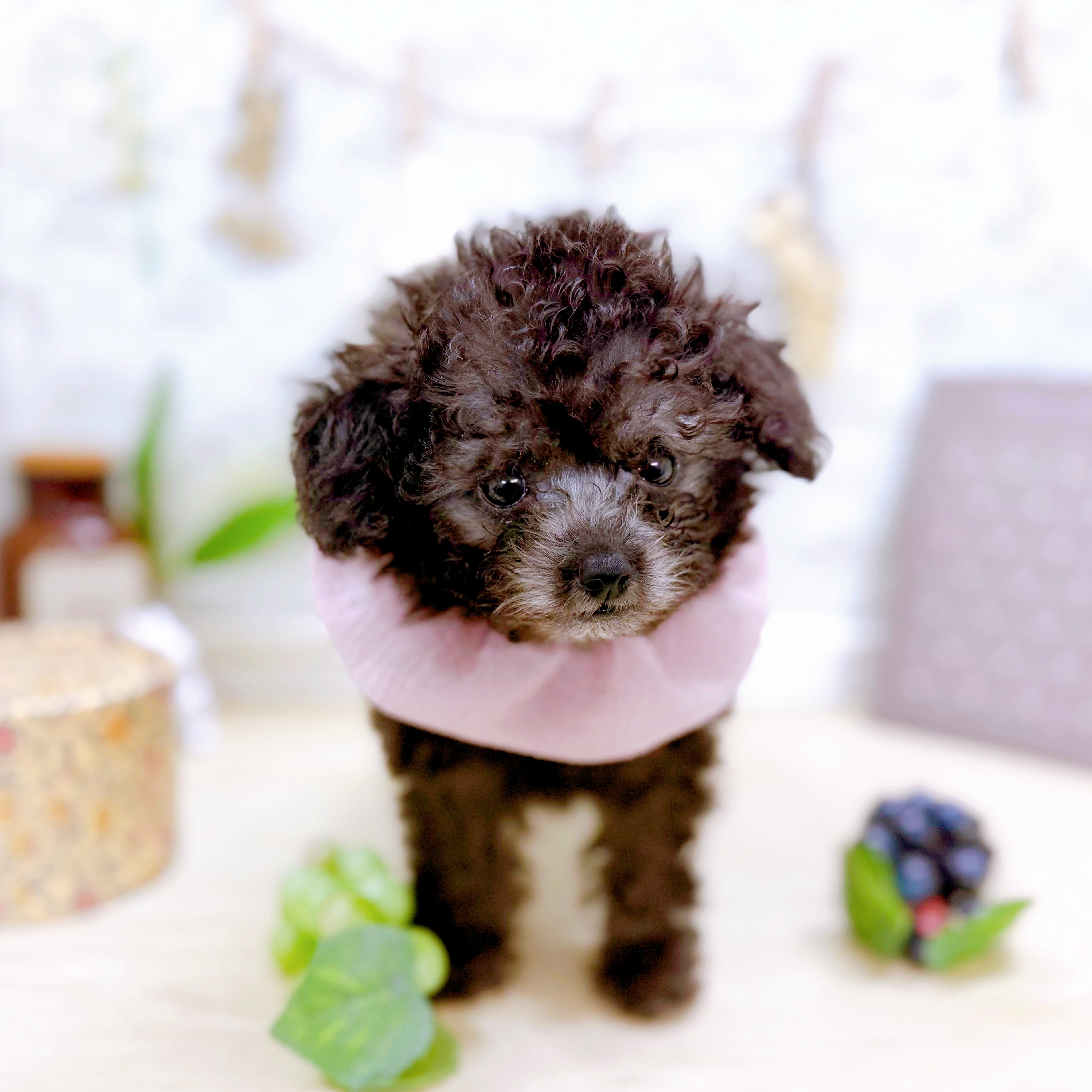 福井県のトイプードル(トイ) (犬の家＆猫の里アミーゴ福井大和田店/2025年6月28日生まれ/女の子/シルバー)の子犬の2枚目の画像