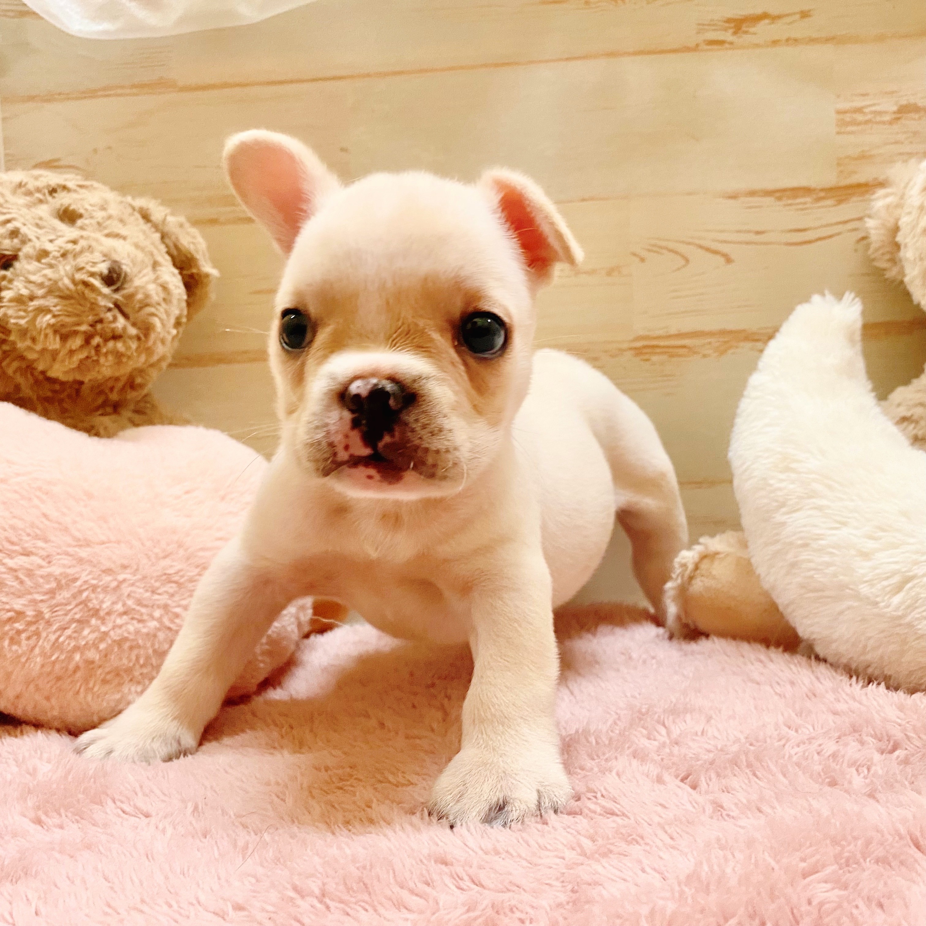 兵庫県のフレンチブルドッグ (犬の家＆猫の里神戸店/2025年6月24日生まれ/男の子/クリーム)の子犬の2枚目の画像