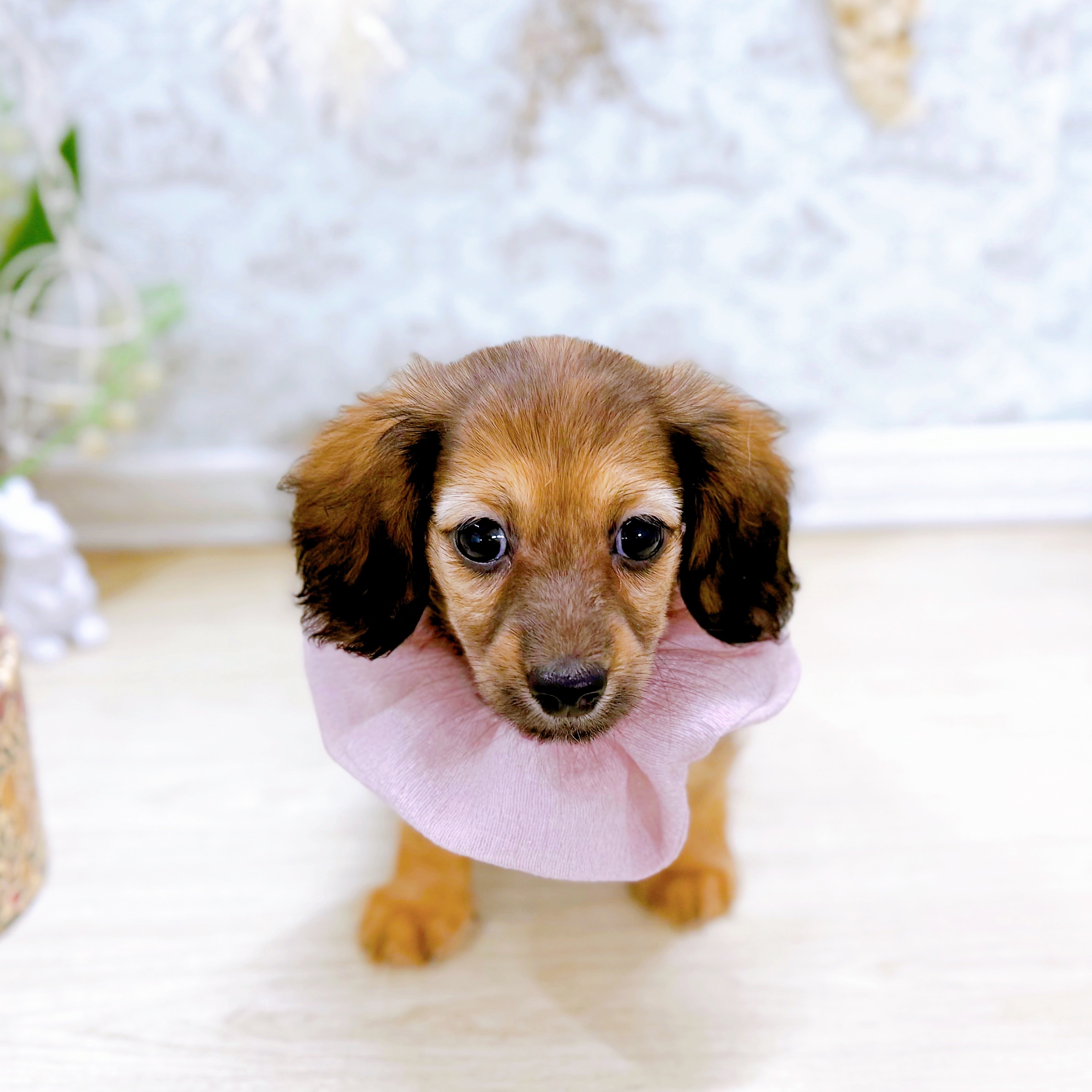 福井県のミニチュアダックスフンド(ロング) (犬の家＆猫の里アミーゴ福井大和田店/2025年6月28日生まれ/女の子/シェーデットイエロー)の子犬の2枚目の画像