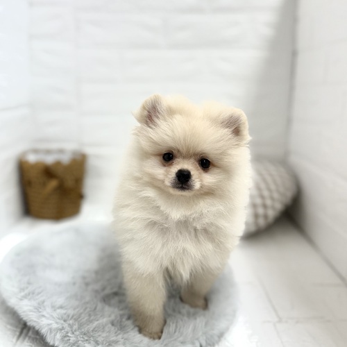 愛知県のポメラニアン (犬の家＆猫の里豊川インター店/2025年6月23日生まれ/男の子/クリーム)の子犬の1枚目の画像