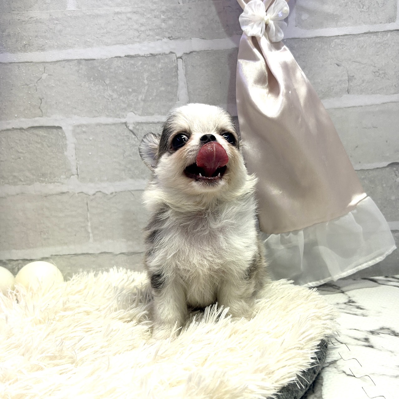 愛知県のチワワ(ロング) (犬の家＆猫の里岡崎店/2025年6月24日生まれ/男の子/イザベラホワイト)の子犬の2枚目の画像
