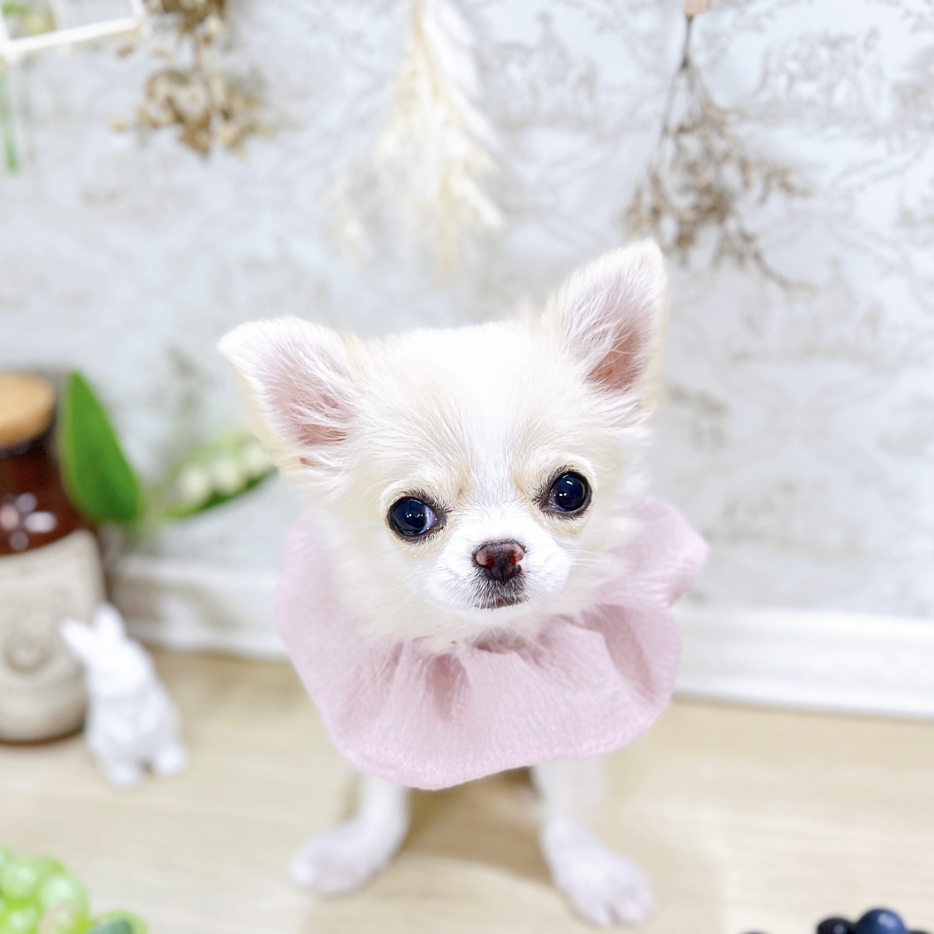 福井県のチワワ(ロング) (犬の家＆猫の里アミーゴ福井大和田店/2025年6月3日生まれ/女の子/クリームホワイト)の子犬の2枚目の画像