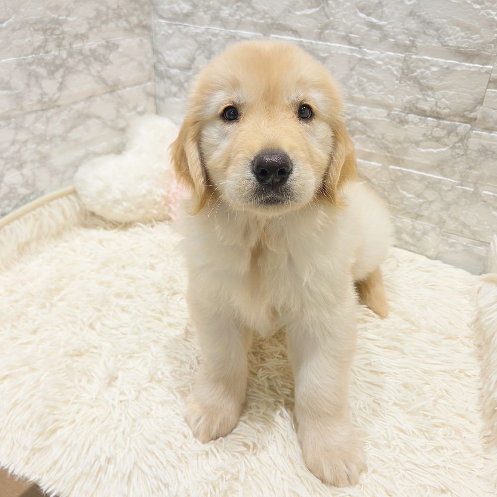 愛知県のゴールデンレトリバー (犬の家&猫の里MiO香久山店/2025年6月27日生まれ/男の子/ゴールデン)の子犬