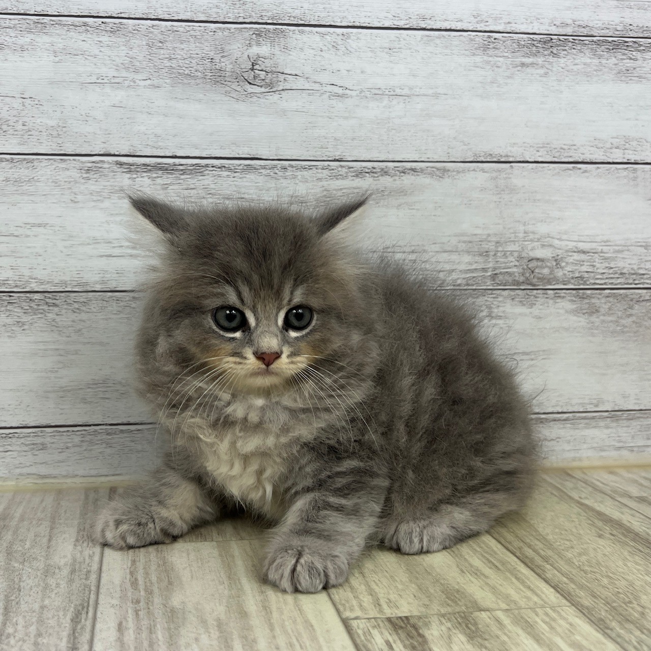 大阪府のスコティッシュストレート (犬の家＆猫の里吹田店/2025年6月26日生まれ/男の子/ブルータビー)の子猫の2枚目の画像