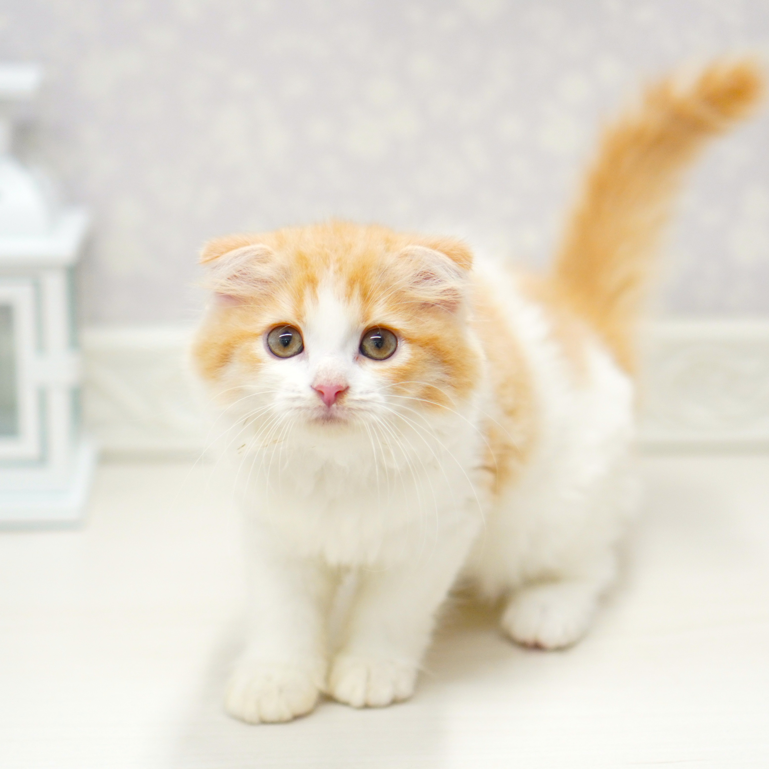 富山県のスコティッシュフォールド (犬の家＆猫の里アミーゴ山室店/2025年6月29日生まれ/女の子/レッドタビーホワイト)の子猫