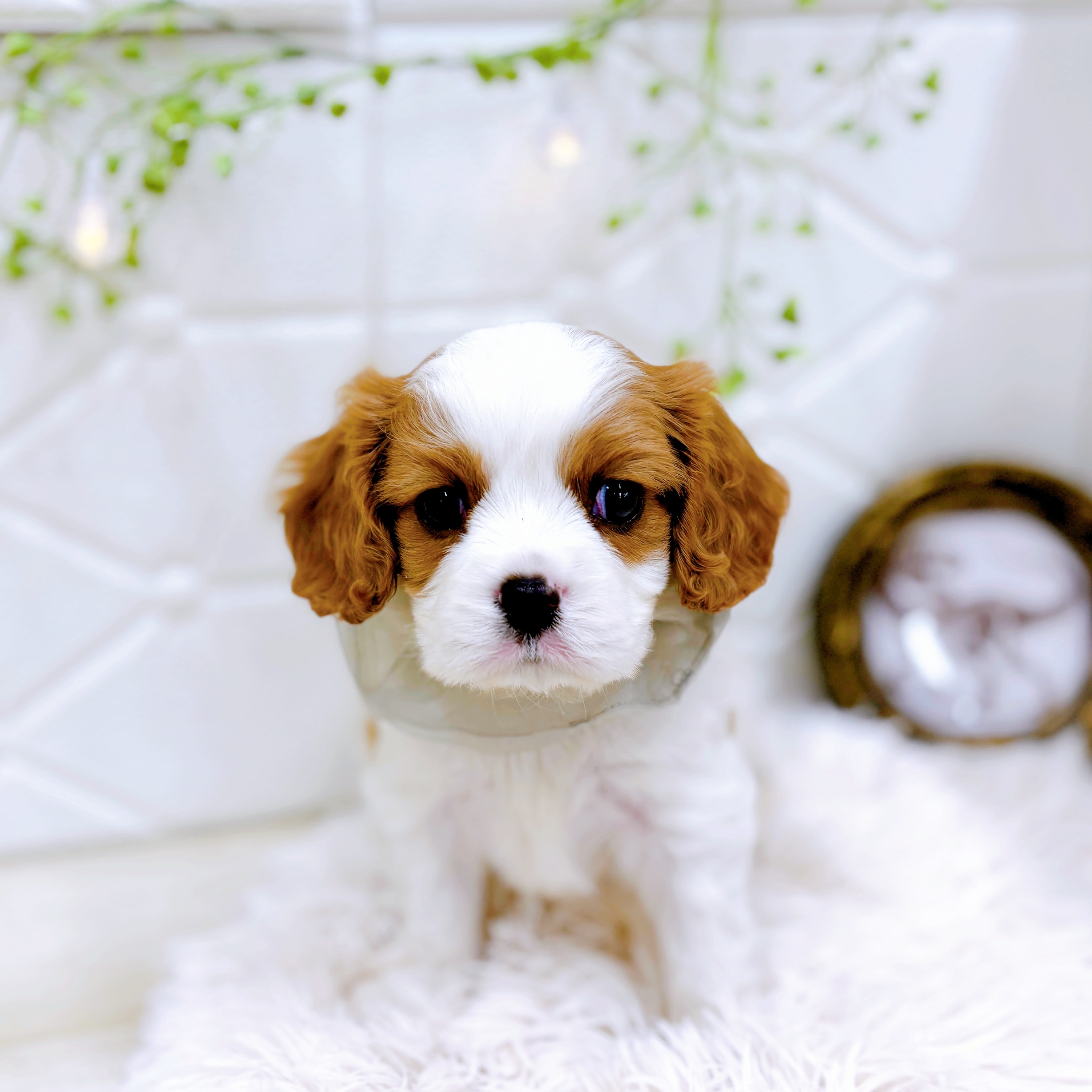 福井県のキャバリアキングチャールズスパニエル (犬の家＆猫の里アミーゴ福井店/2025年6月27日生まれ/男の子/ブレンハイム)の子犬の2枚目の画像