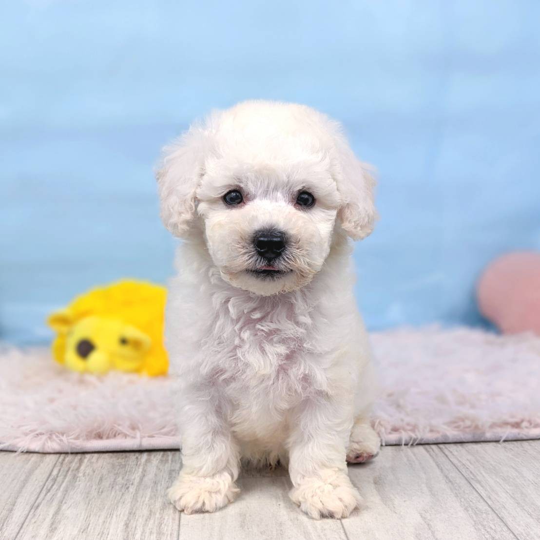 兵庫県のビションフリーゼ (犬の家&猫の里川西店/2025年6月28日生まれ/男の子/ホワイト)の子犬