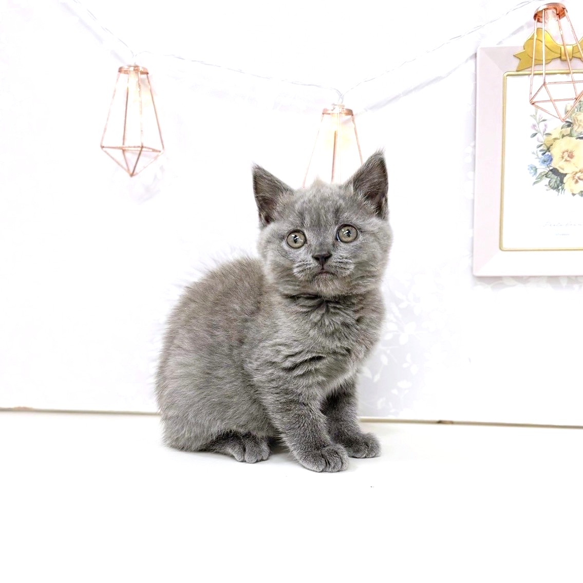 富山県のブリティッシュショートヘアー (犬の家＆猫の里アミーゴ高岡蓮花寺店/2025年6月20日生まれ/女の子/ブルー)の子猫の2枚目の画像