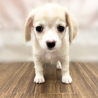 兵庫県のチワックス(チワワ×ダックス) (犬の家&猫の里カナート西神戸店/2025年6月29日生まれ/女の子/クリーム)の子犬