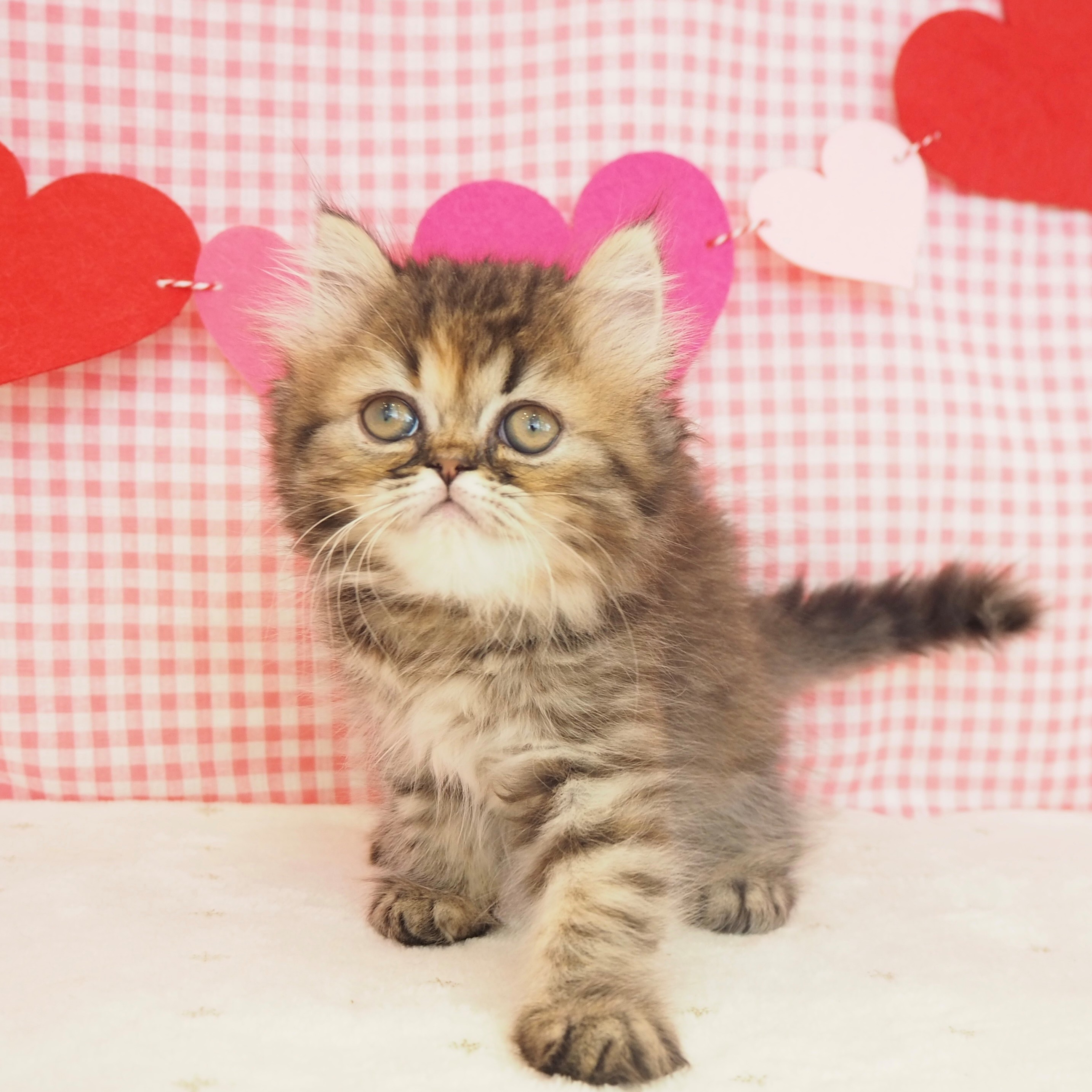 大阪府のエキゾチック (犬の家＆猫の里もりのみやキューズモールBASE店/2025年6月29日生まれ/女の子/ブラウンパッチドタビー)の子猫の2枚目の画像