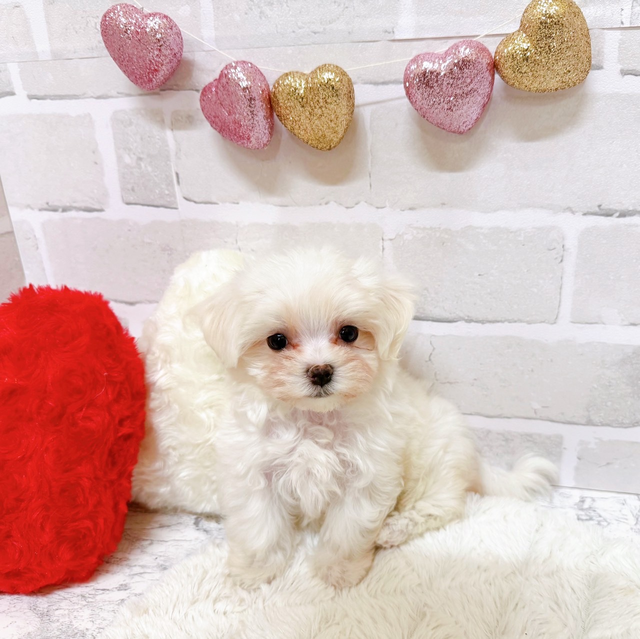 京都府のマルチーズ (犬の家＆猫の里京都精華店/2025年7月2日生まれ/女の子/ホワイト)の子犬の2枚目の画像