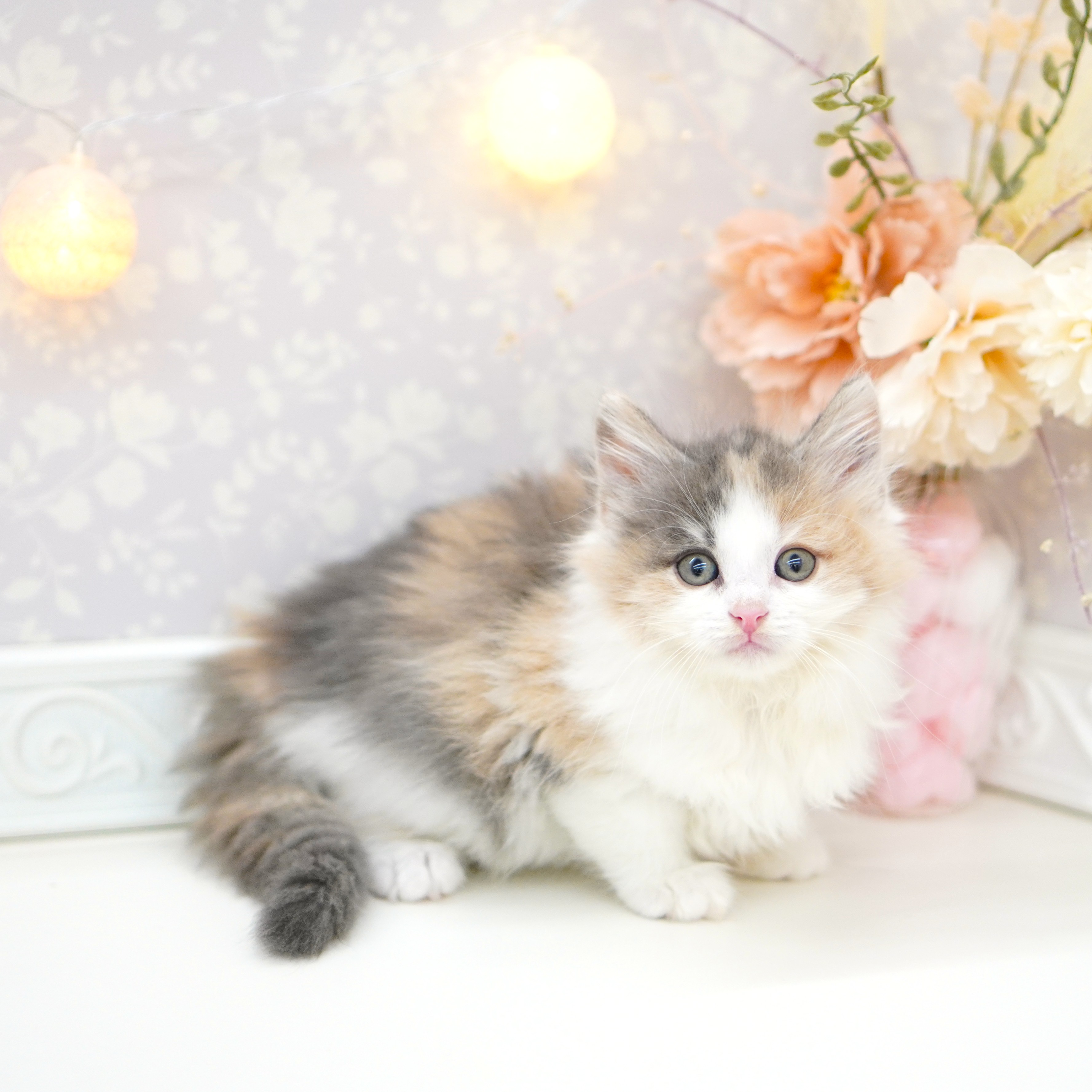 富山県のノルウェージャンフォレストキャット (犬の家＆猫の里富山店/2025年6月29日生まれ/女の子/ダイリュートキャリコ)の子猫