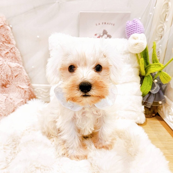 福井県のミニチュアシュナウザー (犬の家＆猫の里福井店/2025年6月26日生まれ/男の子/ホワイト)の子犬の2枚目の画像