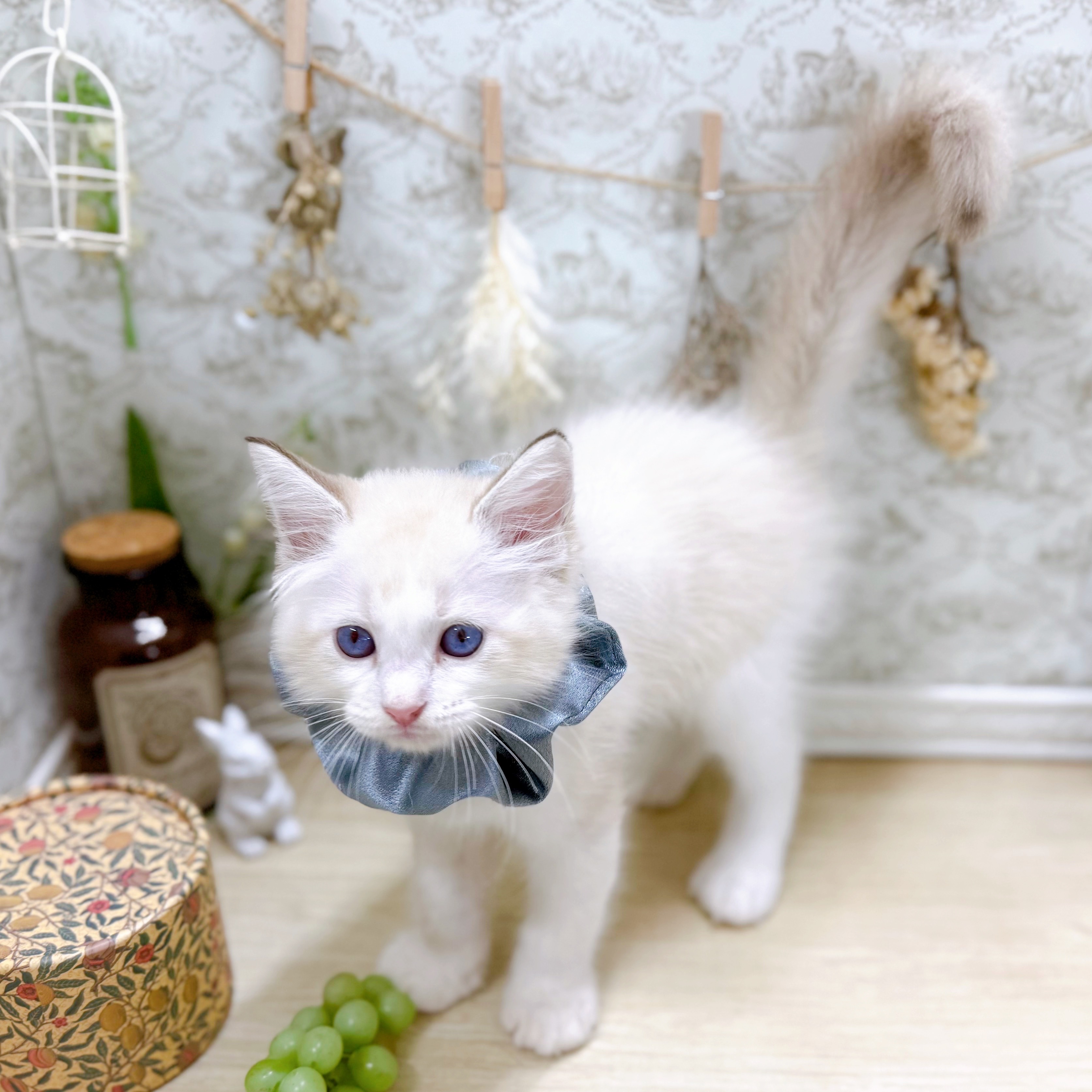 福井県のラグドール (犬の家＆猫の里アミーゴ福井大和田店/2025年6月29日生まれ/男の子/シールポイントバイカラー)の子猫の2枚目の画像