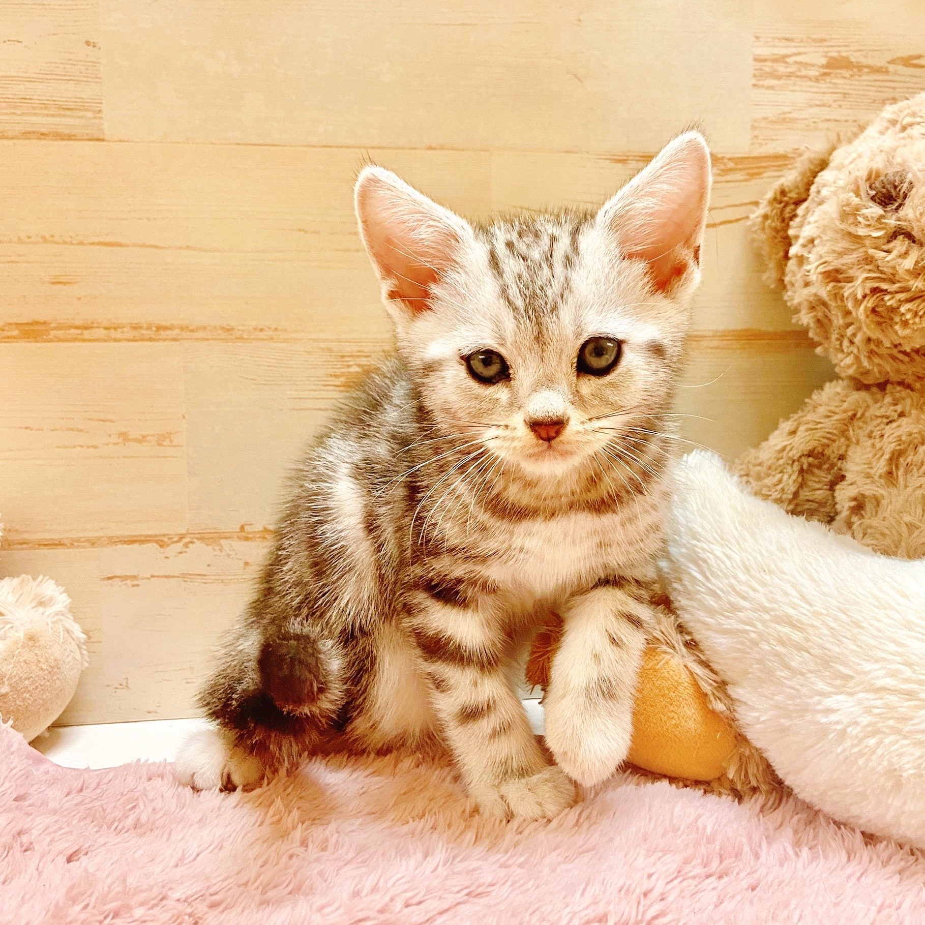 兵庫県のアメリカンショートヘアー (犬の家＆猫の里神戸店/2025年7月19日生まれ/男の子/シルバータビー)の子猫の1枚目の画像