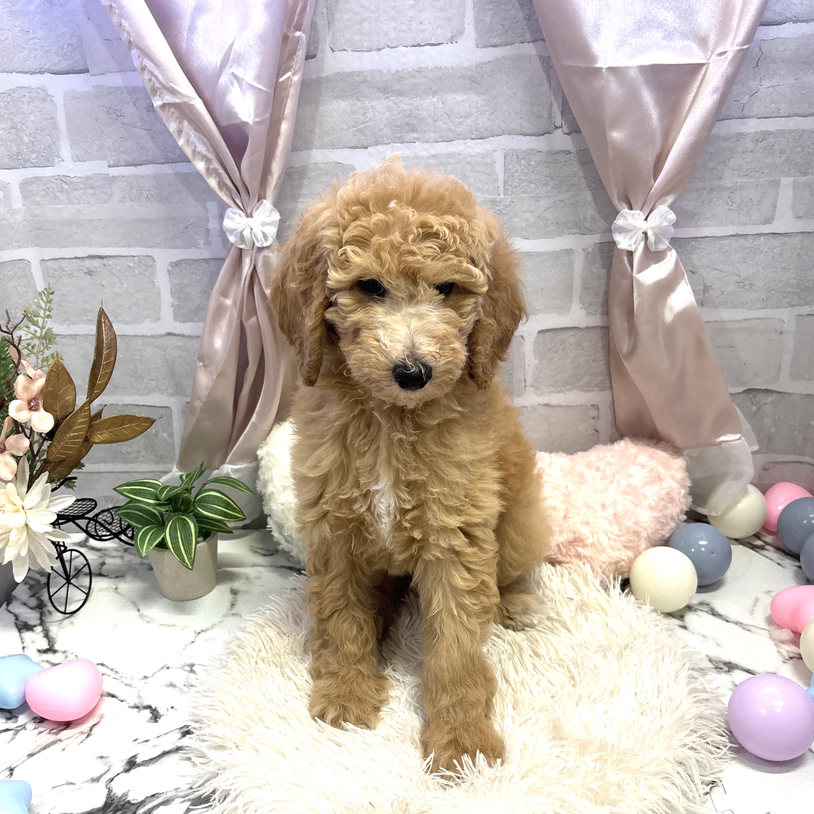 愛知県のスタンダードプードル (犬の家＆猫の里岡崎店/2025年6月28日生まれ/女の子/アプリコット)の子犬の2枚目の画像