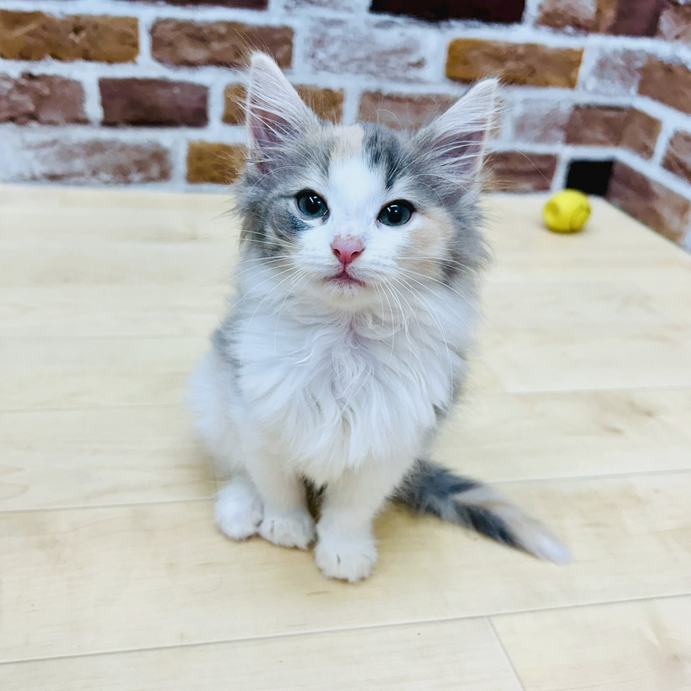 愛知県のノルウェージャンフォレストキャット (犬の家＆猫の里七宝店/2025年6月23日生まれ/女の子/ブルーパッチドタビーホワイト)の子猫の2枚目の画像