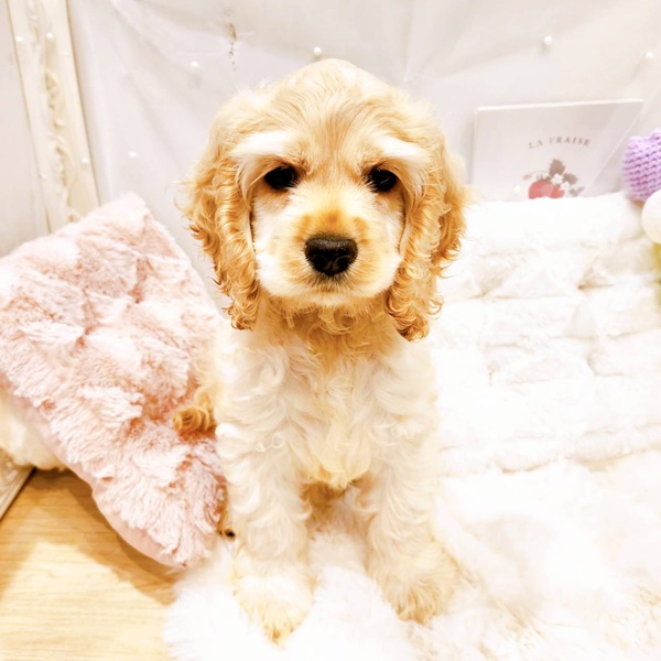 福井県のアメリカンコッカースパニエル (犬の家＆猫の里福井店/2025年6月29日生まれ/女の子/バフ)の子犬の1枚目の画像