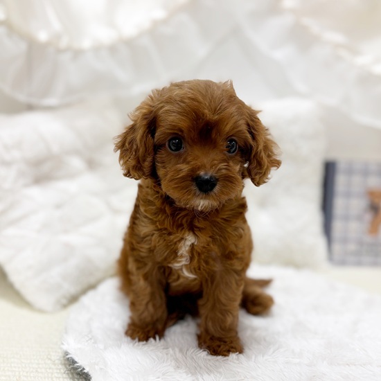 岐阜県のキャバプー(キャバリア×プードル) (犬の家＆猫の里カラフルタウン岐阜店/2025年6月28日生まれ/女の子/レッドホワイト)の子犬の1枚目の画像