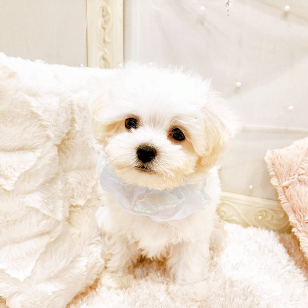 福井県のビションフリーゼ (犬の家＆猫の里福井店/2025年6月29日生まれ/男の子/ホワイト)の子犬の1枚目の画像