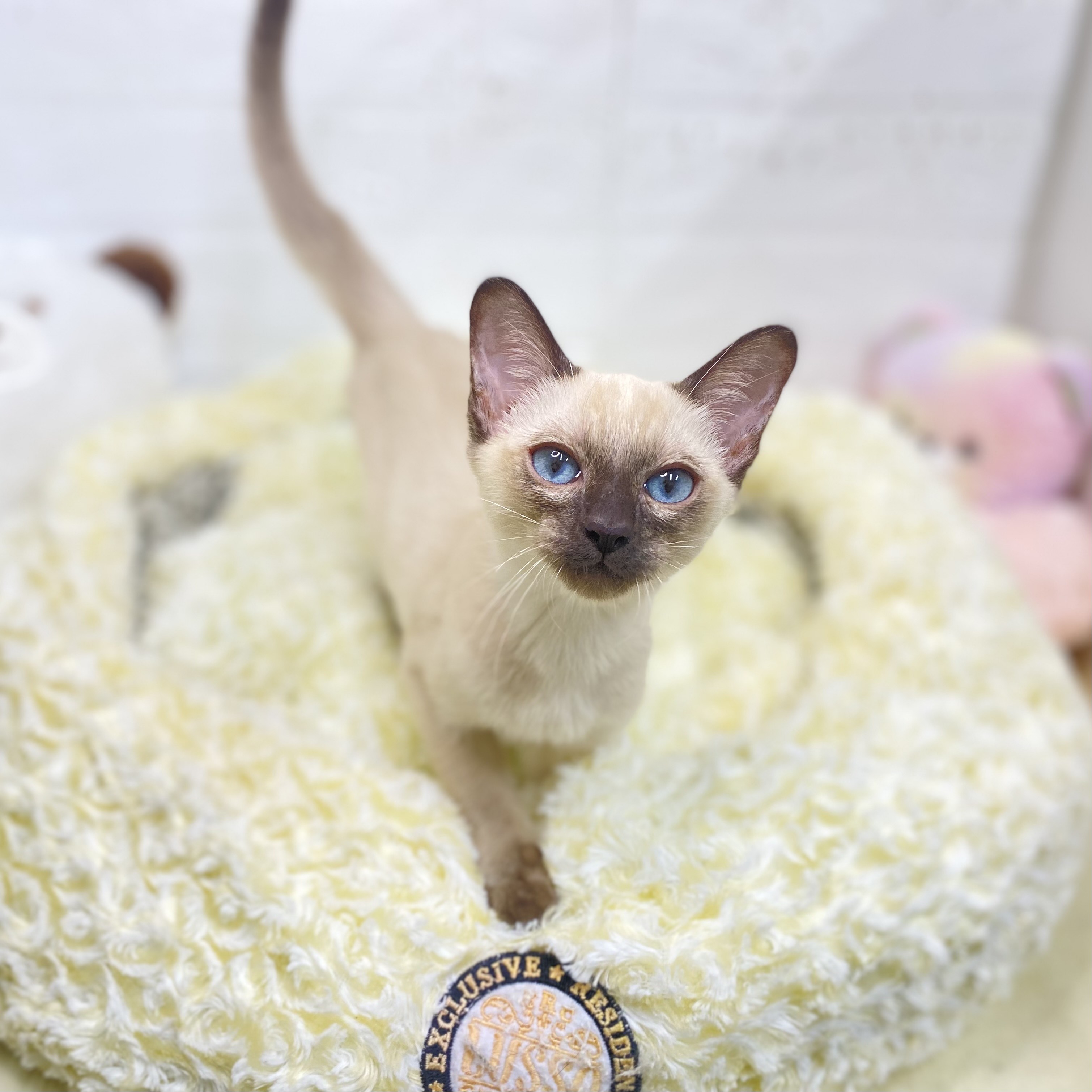 長野県のトンキニーズ (犬の家＆猫の里長野店/2025年6月28日生まれ/男の子/ナチュラルポイント)の子猫の2枚目の画像